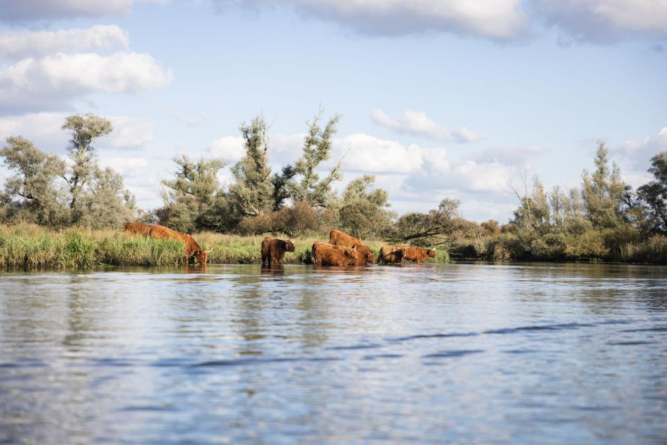 Schotse hooglanders