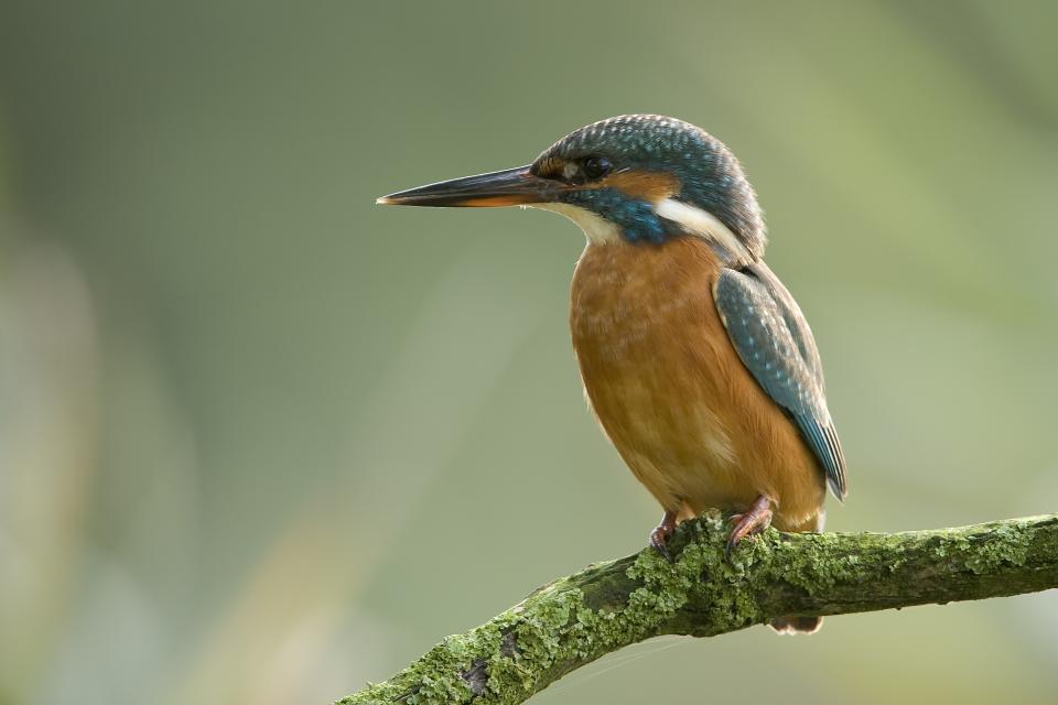 IJsvogel